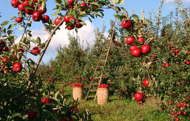 Konkretna wiedza na temat fachowego przechowywania jabłek