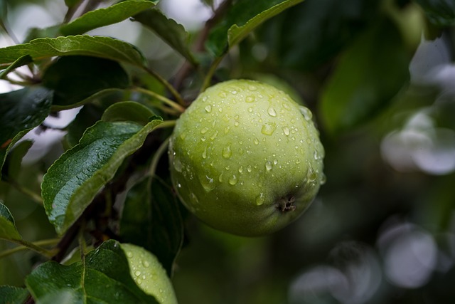 Przechowywanie Jabłek w Chłodni: Korzyści i Cel Praktyki