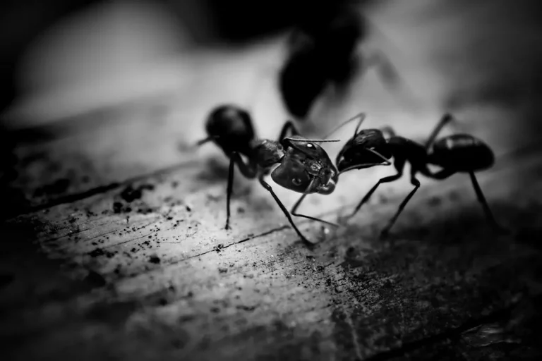 Uszczelnij dom - walka z mrówkami w domu